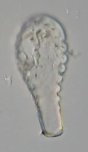 Hyalosphenia insecta