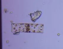 Guinardia flaccida