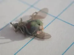 Ornithomya bequaerti thumbnail 1