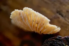 Lentinellus flabelliformis thumbnail 2