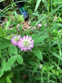 Zigzag Clover thumbnail 2
