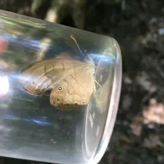 Appalachian Brown thumbnail 4