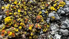 Pisutiella grimmiae thumbnail 3