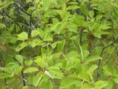 Cherry Shot Hole thumbnail 1