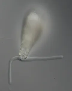 Nebela penardiana thumbnail 3