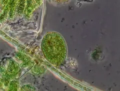 Euglena oblonga thumbnail 3