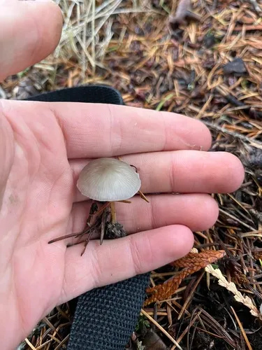Strobilurus lignitilis