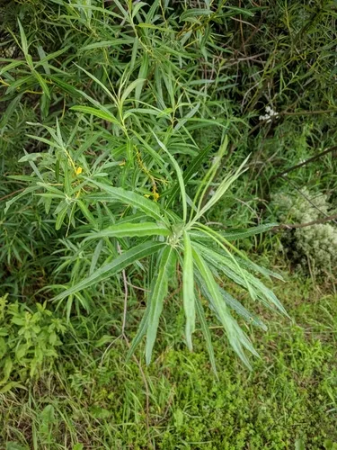 basket willow