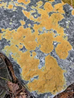 gold cobblestone lichen thumbnail 3