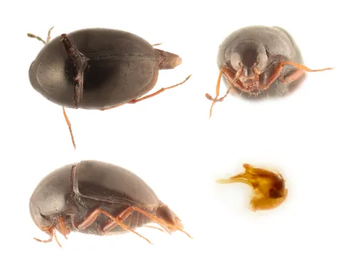 Baeocera nana