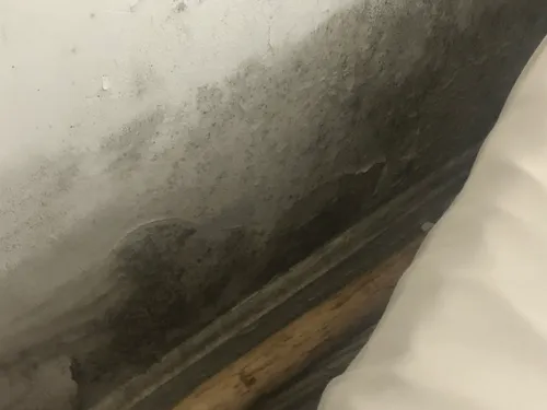 black mold