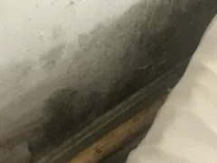 black mold thumbnail 1