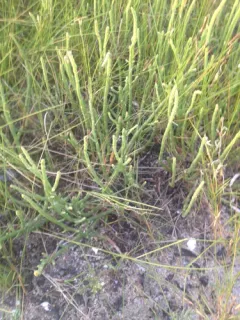 Perennial Glasswort thumbnail 2