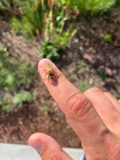 Tachytes distinctus thumbnail 2