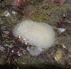 Fuzzy Onchidoris thumbnail 2