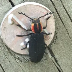 Pilose Checkered Beetle thumbnail 1
