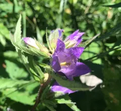 Nettle-leaved Bellflower thumbnail 2