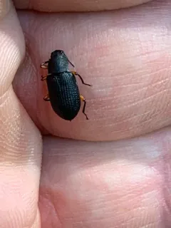 Haplandrus fulvipes thumbnail 1