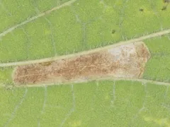 Phyllonorycter celtifoliella thumbnail 4