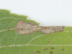 Phyllonorycter celtisella thumbnail 3