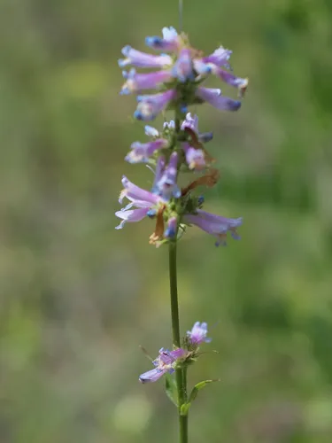 Peck's Penstemon