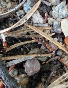 Dakota Mound Ant thumbnail 3