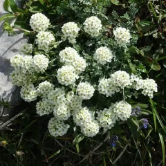 American Smelowskia thumbnail 1