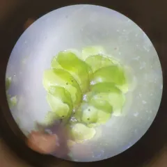 Yellow-ladle Liverwort thumbnail 3