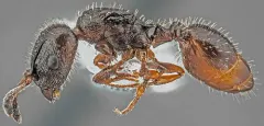 Canadian Robber Ant thumbnail 2