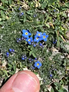 Alpine forget-me-not thumbnail 3