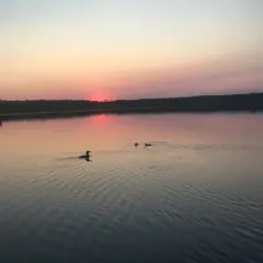 Common Loon thumbnail 2