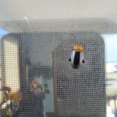 Three-spotted Flea Beetle thumbnail 4