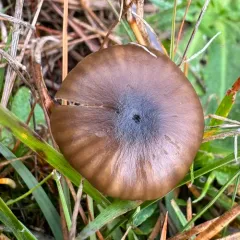 Cuphophyllus recurvatus thumbnail 4