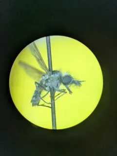 Conophorus fallax thumbnail 4
