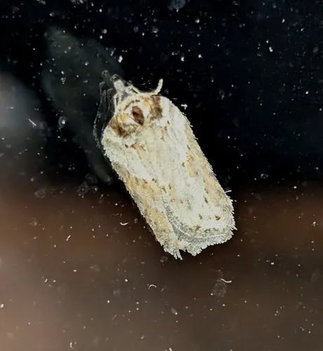Acleris busckana