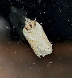 Acleris busckana thumbnail 1