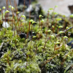 velvet feather-moss thumbnail 2