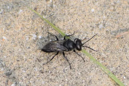 Astata leuthstromi