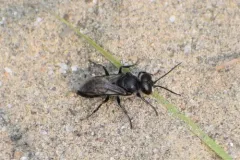 Astata leuthstromi thumbnail 1