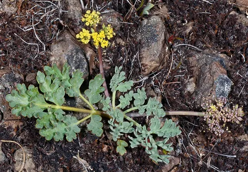 Ochoco Lomatium