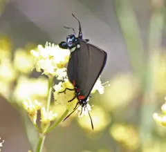 Great Purple Hairstreak thumbnail 2