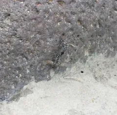 Lasiopogon primus thumbnail 2