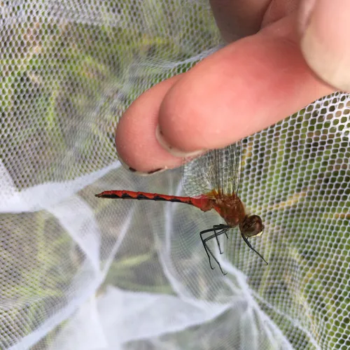 White-faced Meadowhawk