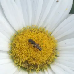 Thick-legged Hover Fly thumbnail 1