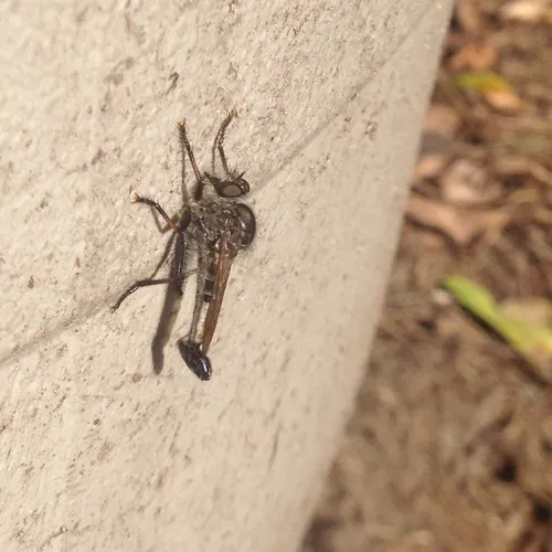 Northeastern Hammertail