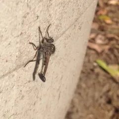 Northeastern Hammertail thumbnail 1