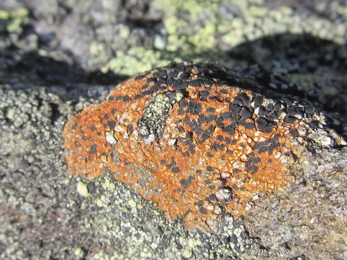 Gray-orange Disk Lichen