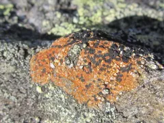 Gray-orange Disk Lichen thumbnail 1