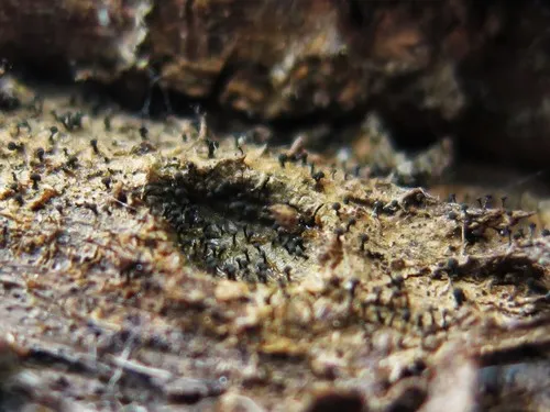 Chaenothecopsis perforata