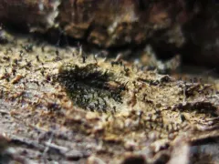 Chaenothecopsis perforata thumbnail 1
